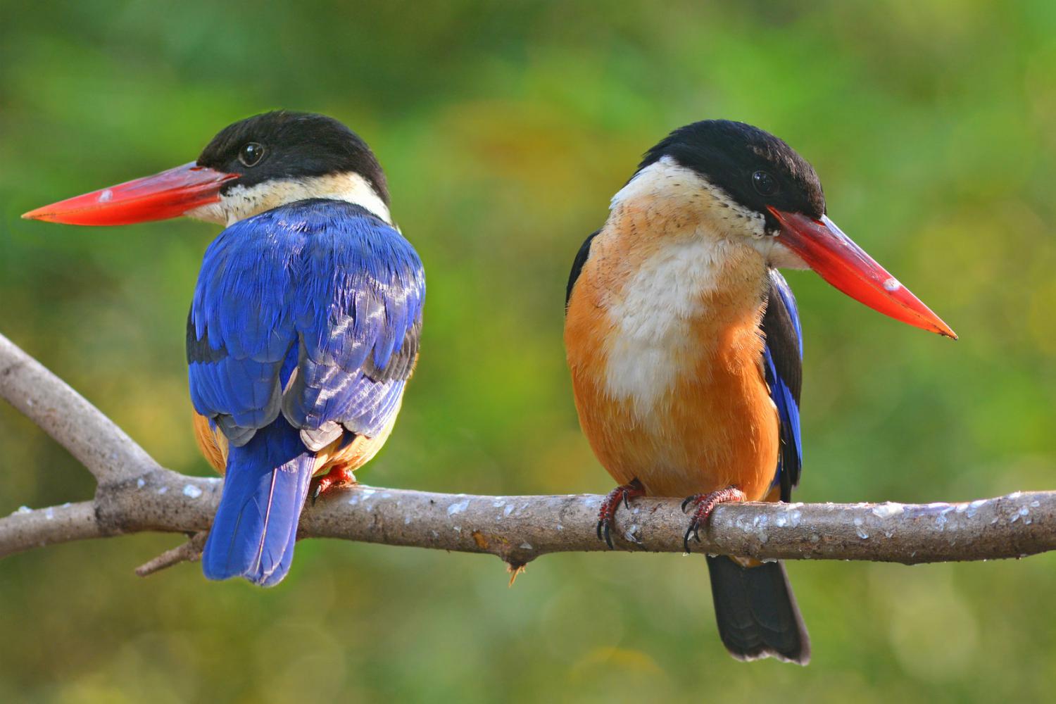Biodiversity and Schools Student-Led Summit