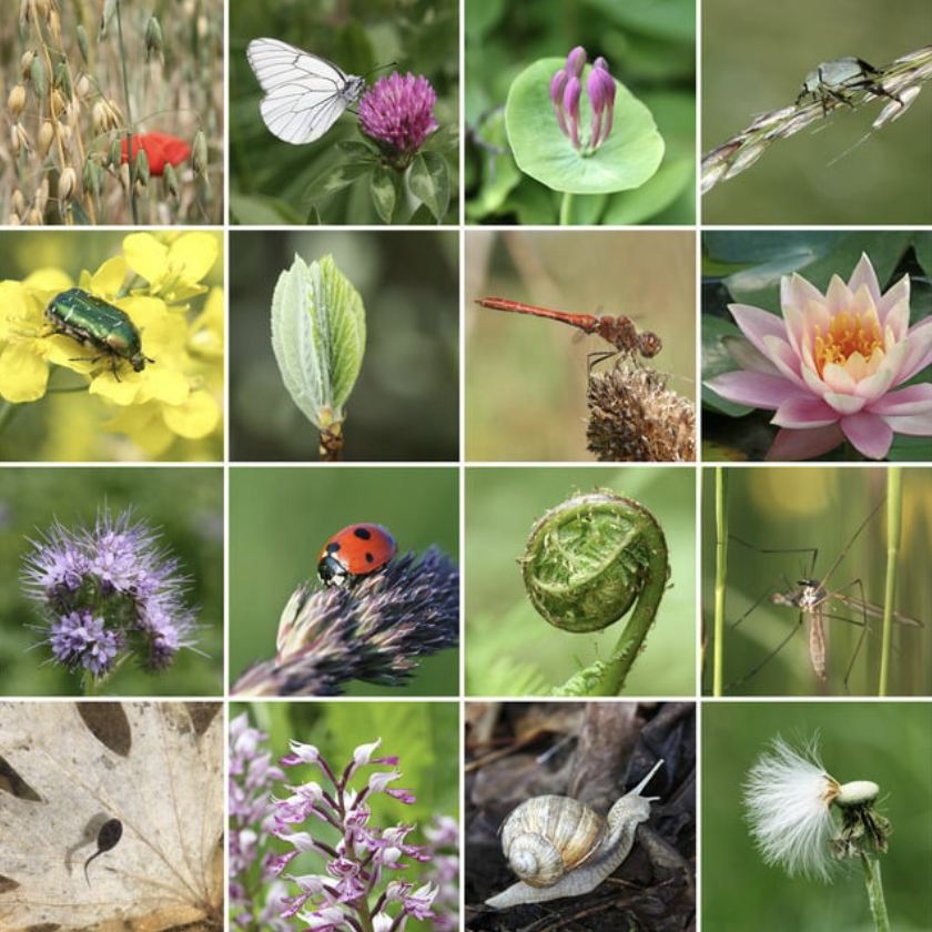 Biodiversity and Schools Student-Led Summit