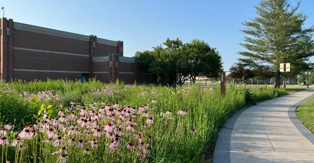 Re:wild Your Campus
